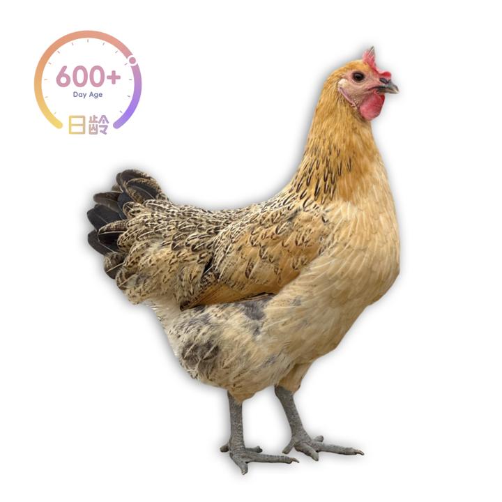 【顺丰】散养500天以上纯稻谷喂食老母鸡 超长日龄适合炖汤活禽现杀