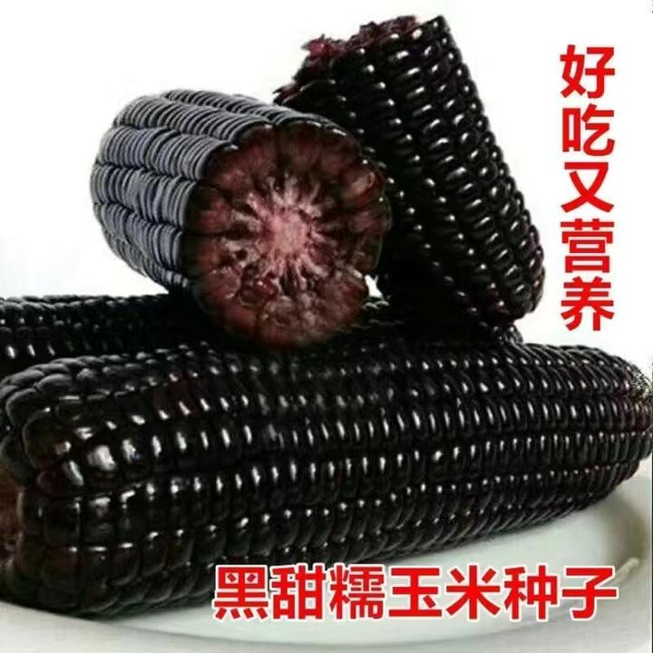黑玉米种子甜糯高产富含多种营养成分杂交大田基地专用黑甜糯种子