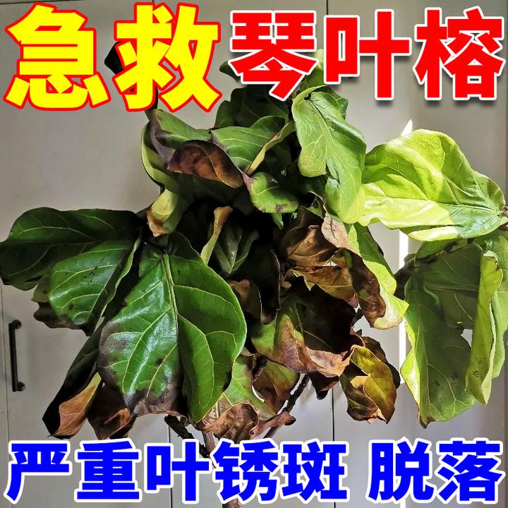 琴叶榕专用营养液肥料锈斑病药防干枯脱落营养液花卉植物