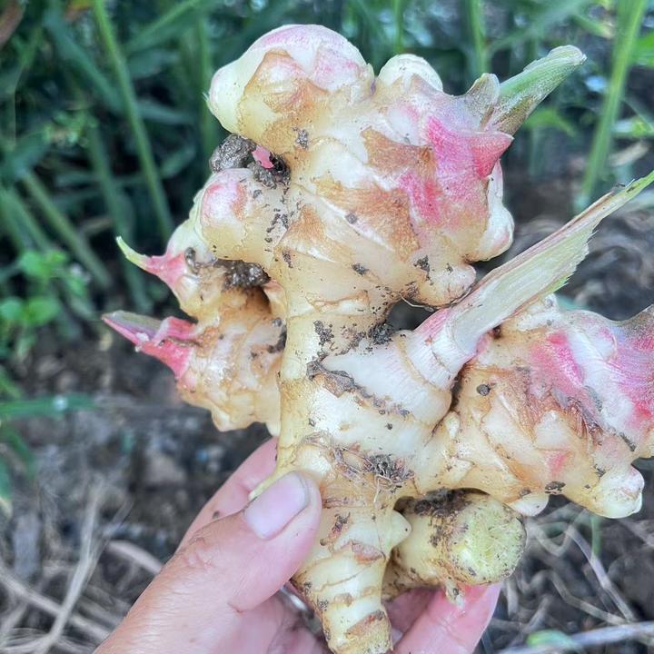 云南腾冲露天自家种植鲜姜现挖现发