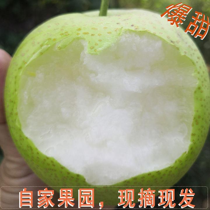 鲁山皇冠梨苹果梨当季应季水果新鲜梨子5斤9斤果园酥梨非砀山梨