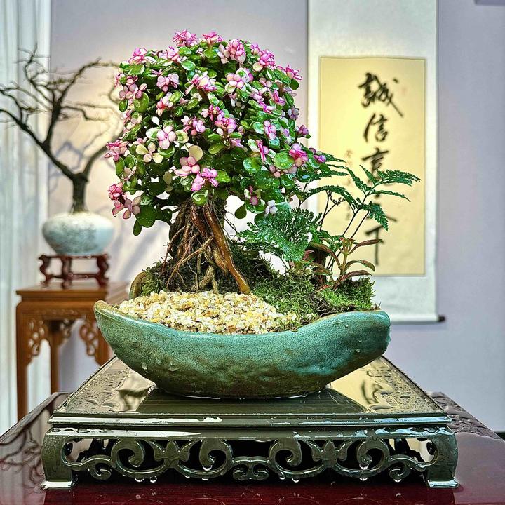 【精选】老桩金枝玉叶鲜活室内四季好养花卉绿植盆栽盆景客厅桌面