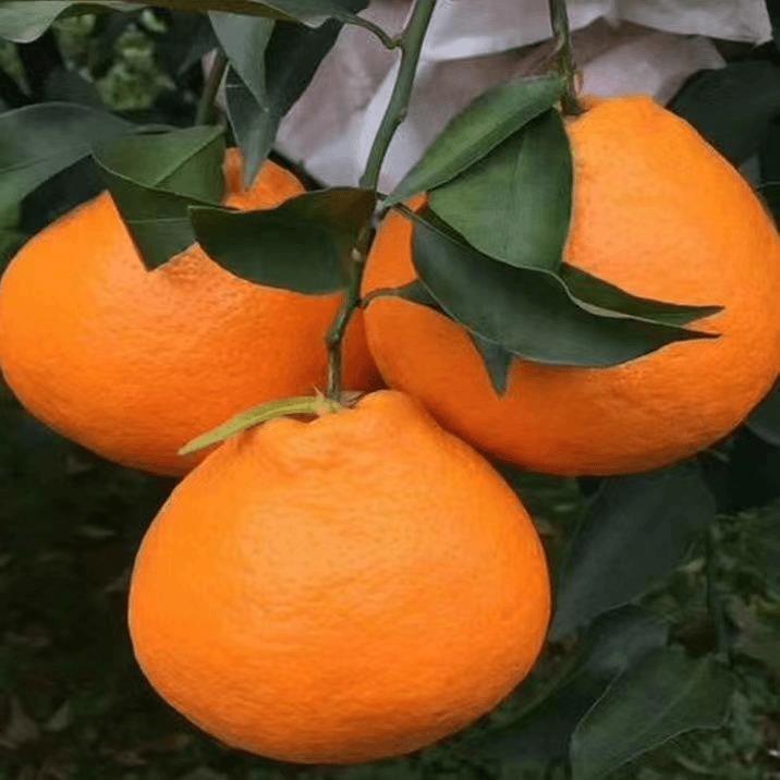 春见苗耙耙柑树苗丑橘苗嫁接柑桔苗南北方种植橙色无核