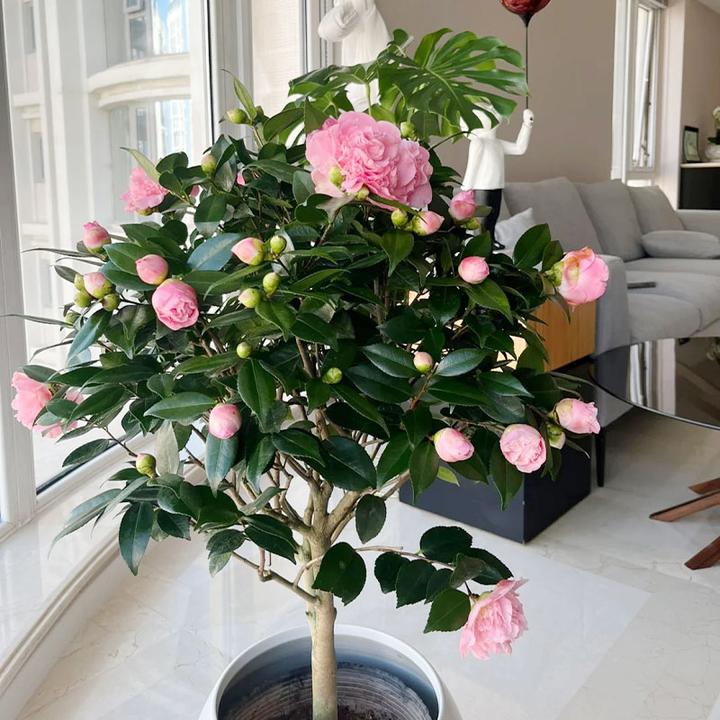 香妃山茶花树苗带小花苞浓香盆栽花卉绿植好养活室内阳台花卉绿植