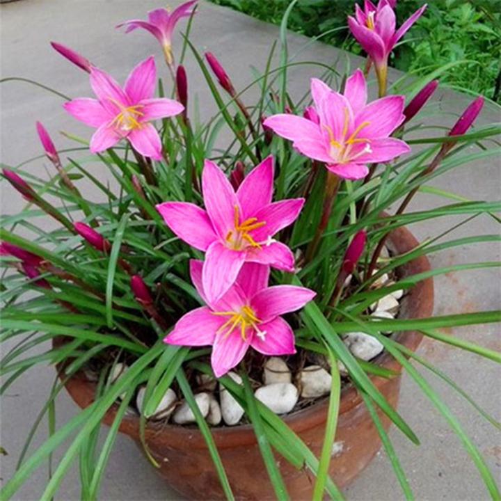 风雨兰种球重瓣韭菜兰葱兰花苗石蒜庭院花坛四季花卉绿植盆栽种球