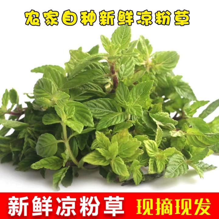 【顺丰包邮】现摘现发新鲜凉粉草绿凉粉草烧仙草1/2/3/5/9斤