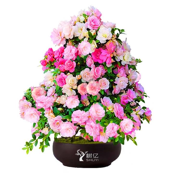 皋月杜鹃花，鹃之舞花长室内室外，好养易活