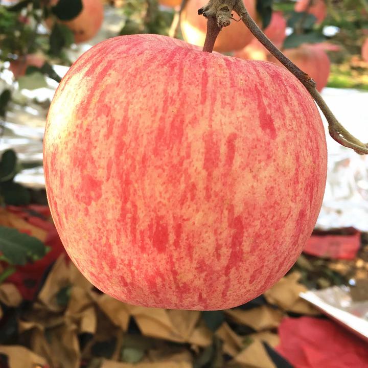 【买5斤送5斤带箱10斤】新鲜烟台红富士苹果正宗脆甜多汁皮薄爽口