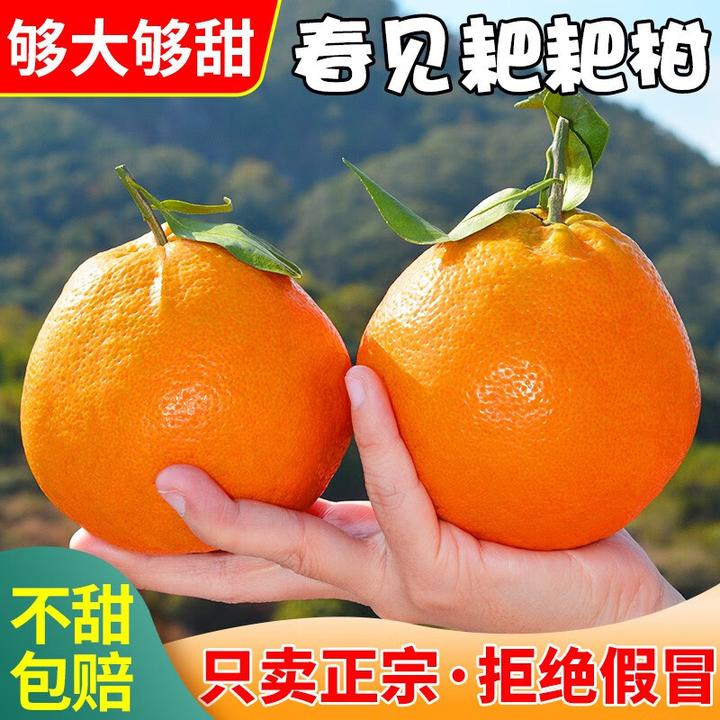 咪佳甜正宗四川耙耙柑橘子桔子爆汁儿现摘手剥皮颗粒饱满如鱼子酱