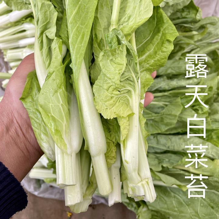 湖北露天白菜苔新鲜打霜时令蔬菜香甜农家自种菜芯4斤包邮种植
