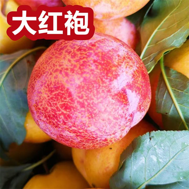 正宗嫁接大红袍李子果树苗南方北方种植庭院阳台盆栽地栽李子树苗