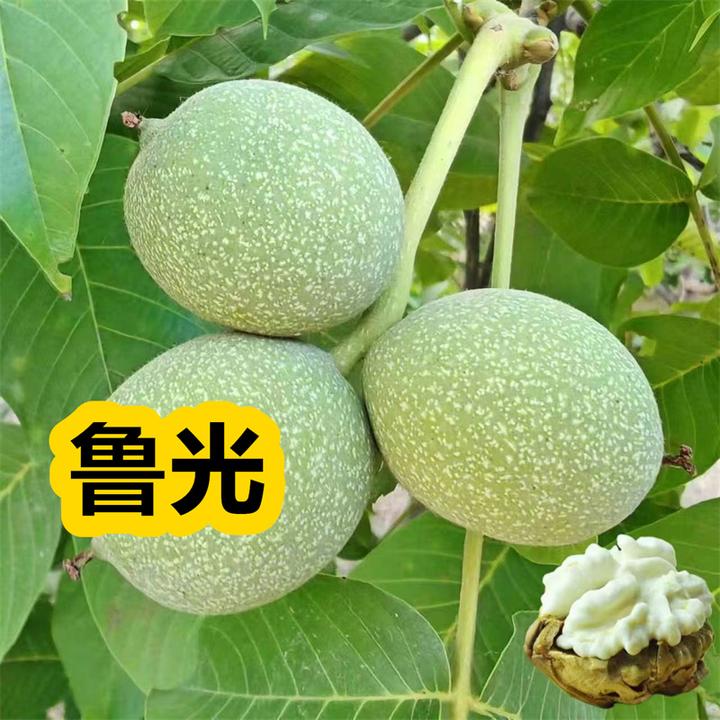 山东低枝矮化鲁光核桃苗 早熟薄皮纸皮核桃树苗 南北种植果树苗