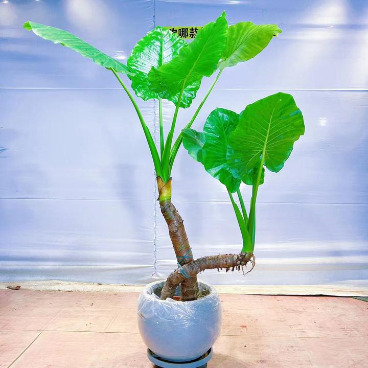 滴水观音霸王芋大型海芋室内外客厅四季常青绿植盆栽植物吸甲醛