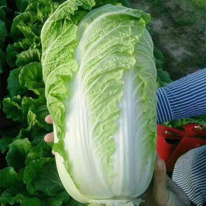 秋播冬储大白菜白菜种子高产耐寒四季播种秋冬北方蔬菜