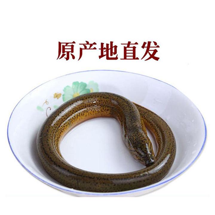 黄鳝新鲜鳝鱼鲜活黄鳝每只30g以上 活体运输宰杀了运输顺丰发货