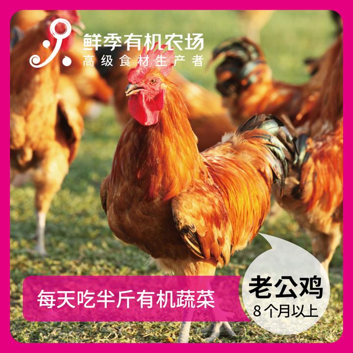 鲜季有机老公鸡 净重3斤左右 吃蔬菜/吃粮食/散养/当日屠宰/空运
