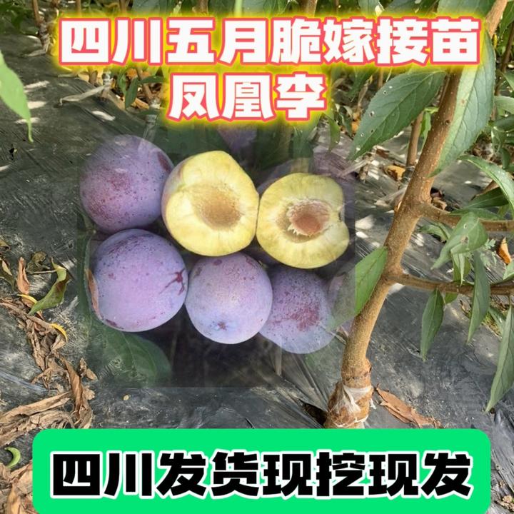 纯正早熟5月脆李子树苗李子嫁接苗脱骨脆甜李子苗