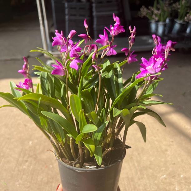 带花苞香水石斛兰原盆发货带土开花浓香型好养室内花卉绿植物