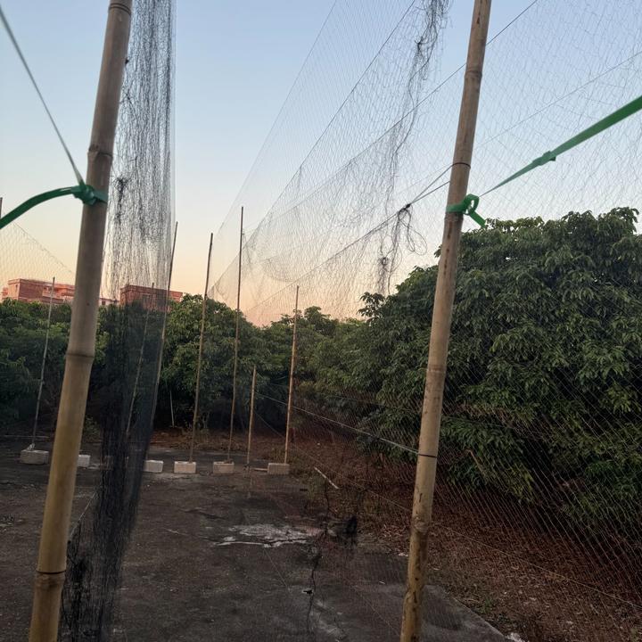 尼龙防鸟网防风2.5指3指3.5指鹌春水机斑9户外防护网果园养殖专用