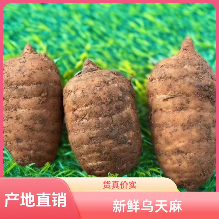 正宗精选昭通小草坝三年野外种植新鲜天麻坏果包赔原生态煲汤泡酒
