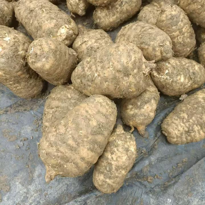 【新鲜乌天麻】云南昭通彝良小草坝产地直发炖鸡煲汤泡酒营养泡蜂蜜
