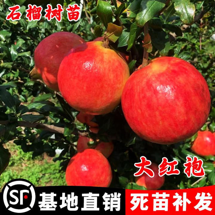 大红袍石榴树苗南方北方种植石榴苗庭院盆栽地栽石榴果树当年结果