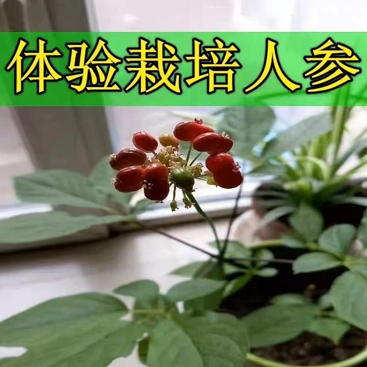 人参种子春秋长白山花旗参白参种四季阳台花卉植物盆栽