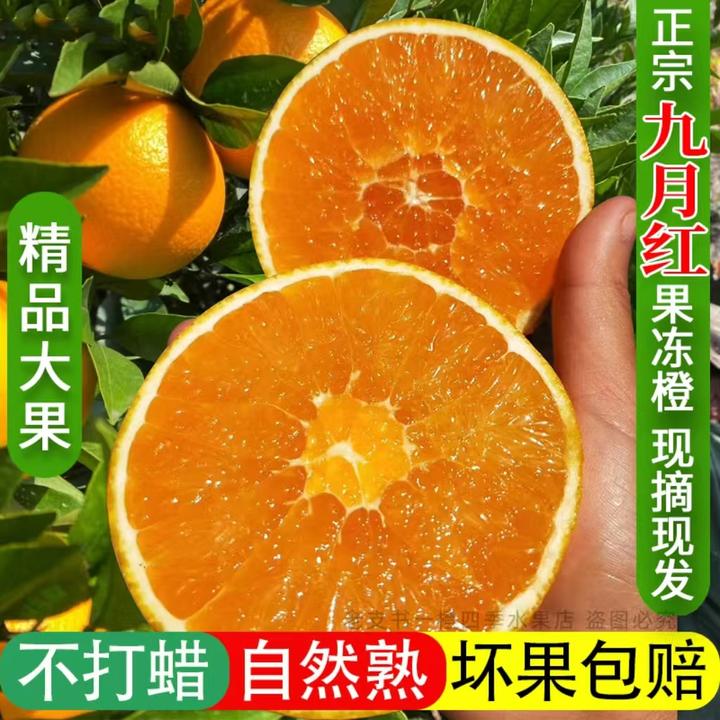 正宗果冻橙秭归脐橙九月红宜昌秭归九月红果冻橙脐橙橙子直播