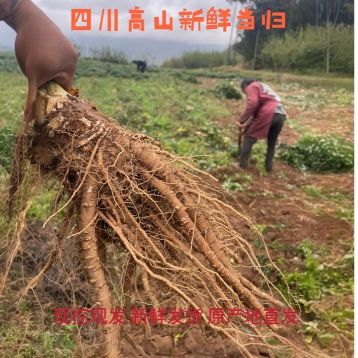 四川高山新鲜当归现挖甜当归秋冬季节煲汤炖肉佳品食材产地直发