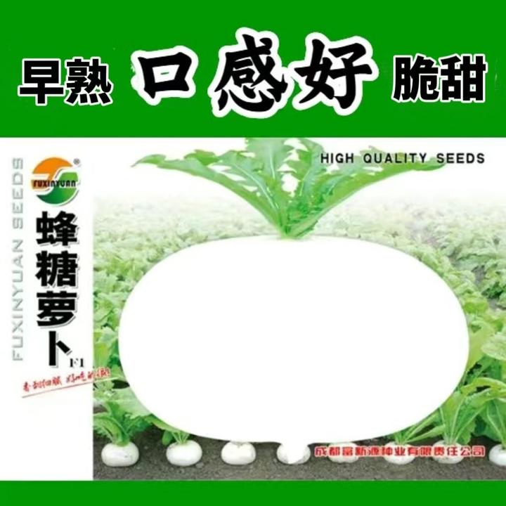 四川圆白萝卜种子白萝卜种籽早熟蜂糖萝卜籽蔬菜种籽秋季圆白萝卜