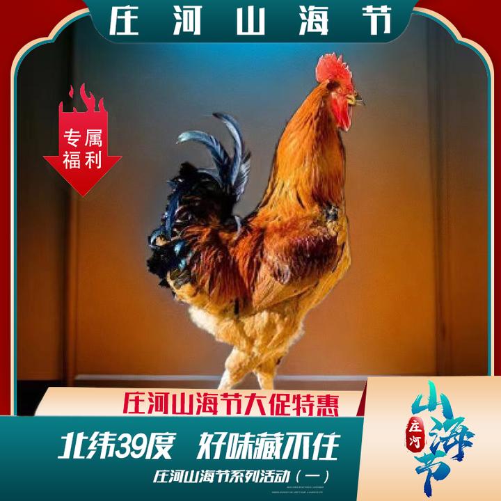 村民散养跑山庄河大骨鸡（净重5斤以上）包邮（辽宁省内）大公鸡