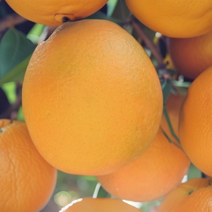 赣南脐橙果园直发现摘现发