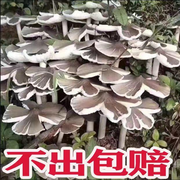 鸡枞菌种子高产种 子野生食用三把菇菌菇包三塔菌荔枝菌菌种家种