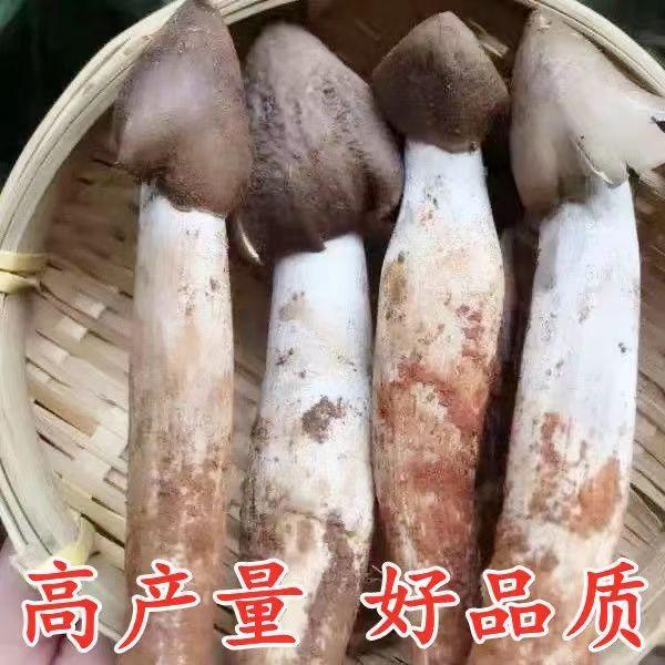 人工栽培云南原种鸡枞菌菌种新鲜蘑菇菌包可室内室外庭院野外种植