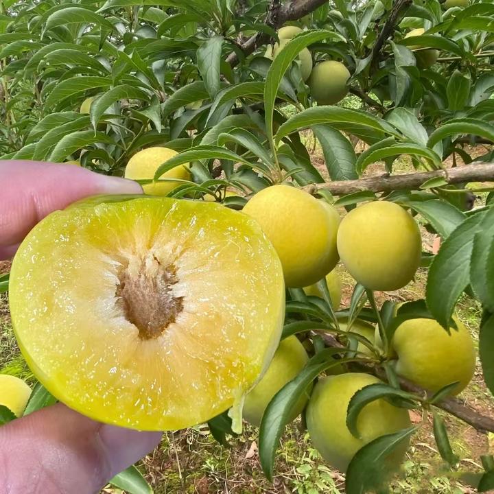 锦溪源四川真宗蜂糖李子树苗特大嫁接脱骨李地栽盆栽大果水果树苗