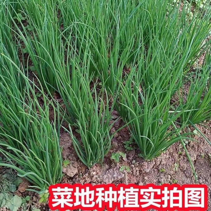 湖南农家菜地种植应季新鲜小葱种子香菜香料根葱小葱山葱现挖现发