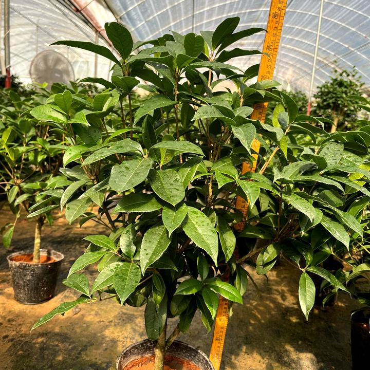8年苗精品四季桂花庭院种植粗壮晒太阳室内室外盆栽地栽