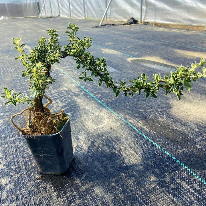 【米修园艺】提跟金边六月雪红花白花好养