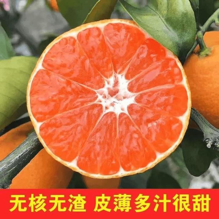 无核蜜桔苗嫁接桔子树苗 甜橘子 早熟蜜桔果树苗青皮红肉早熟桔苗