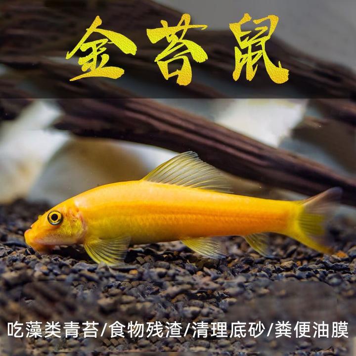 金苔鼠活体鱼缸清洁鱼除藻工具鱼吃垃圾彩虹鲨热带老鼠鱼淡水好养