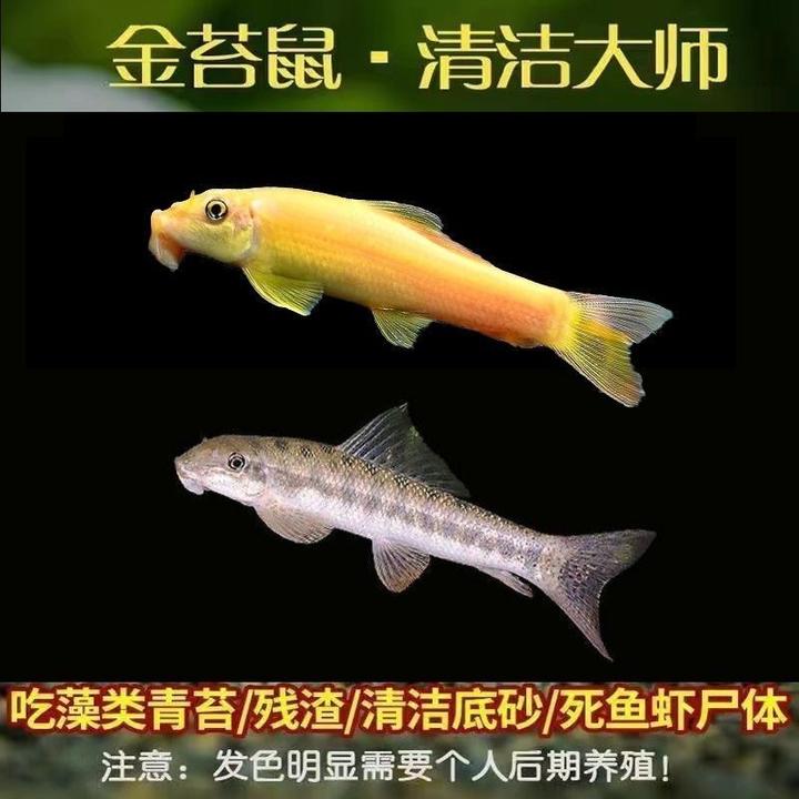 清道夫金苔鼠观赏鱼淡水热带鱼鼠鱼粪青苔类清道夫清洁鱼缸除藻