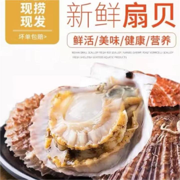 威海鲜活新鲜红贝带壳扇贝海捕贝类海鲜烧烤鲜嫩食材