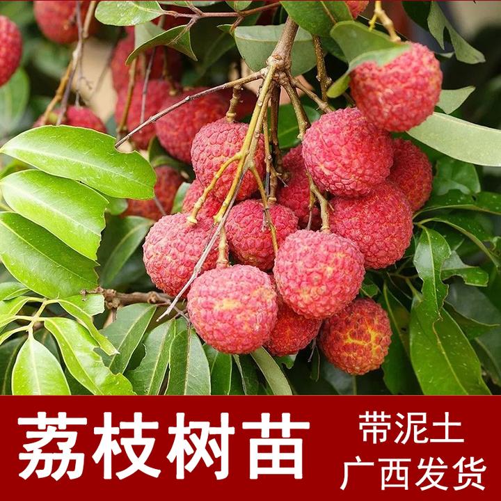 荔枝树苗 早熟妃子笑 桂味荔枝 无核荔枝嫁接苗 地栽盆栽广西发货