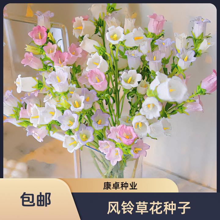 风铃草花种四季播种开花室内室外盆栽花卉花籽易活花种子籽孑庭院