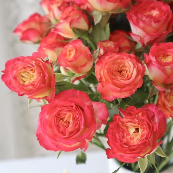 爱丽丝多头泡泡玫瑰花红黄复色渐变色基地玫瑰花苗中苗