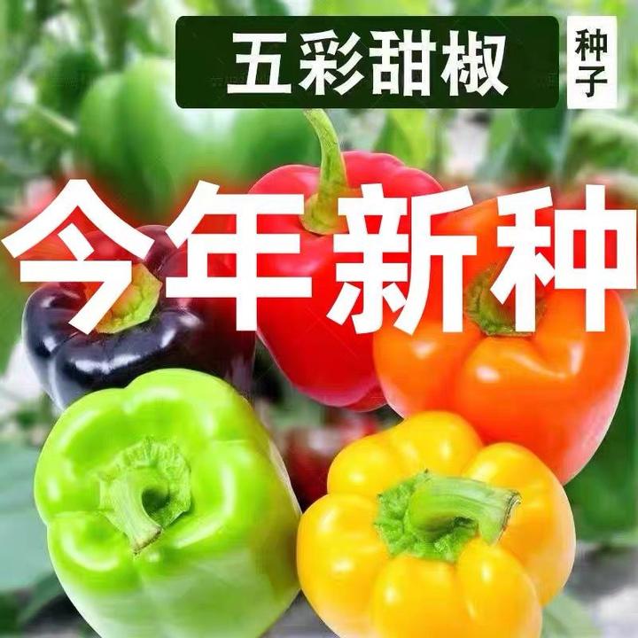 五彩椒种子甜椒种籽青椒特大春季菜观赏大田四季盆栽辣椒蔬菜种孑