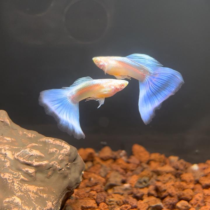 天空蓝孔雀鱼鱼（养殖需要黑色背景，入缸不包损，仅退款不补发）