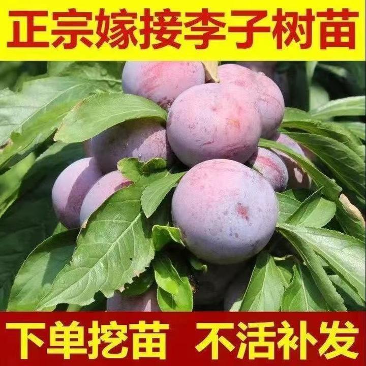 青脆蜂糖李子树特大李子树苗三华李果苗南北方庭院盆栽地栽西梅苗