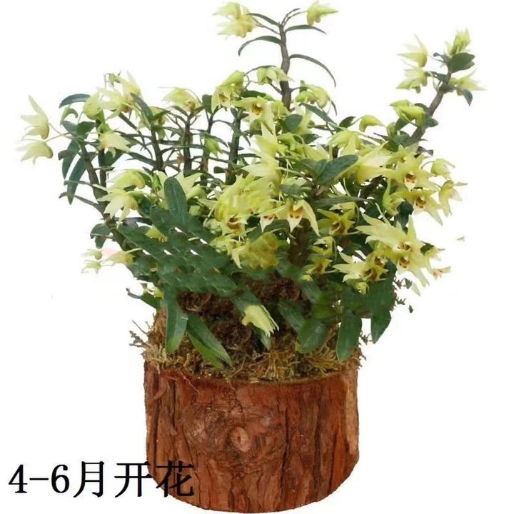 雁荡山铁皮石斛木桩种植春夏季5到6月开花黄色室内外养殖绿植花卉