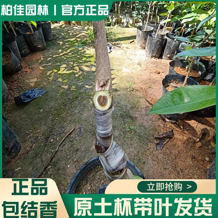 奇楠沉香树苗正宗嫁接一代油叶流油王结香快带土发货奇楠树